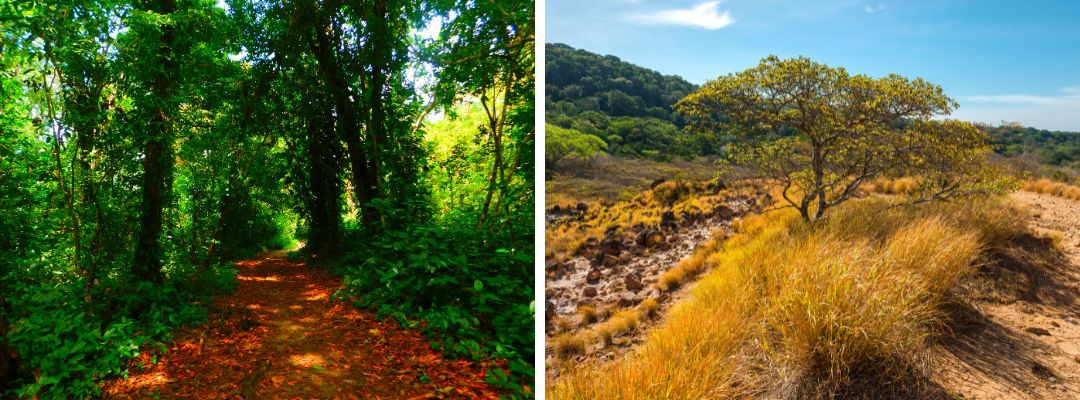 Pacific or Caribbean Coast in Costa Rica
