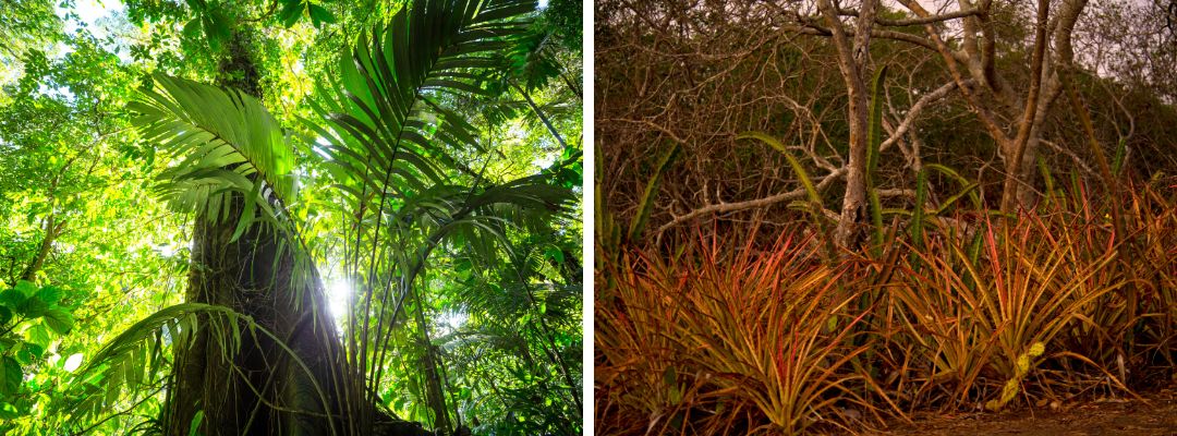 Pacific or Caribbean Coast in Costa Rica