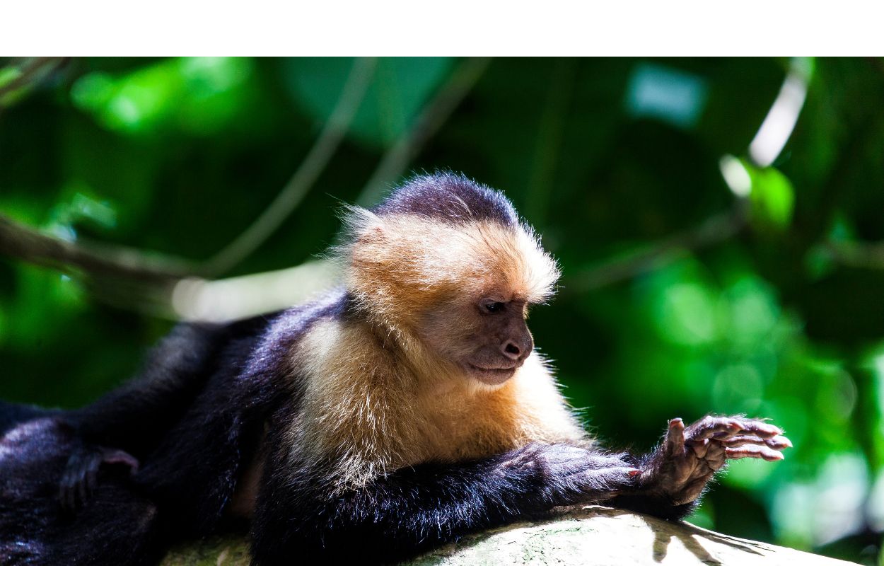 Manuel Antonio National Park