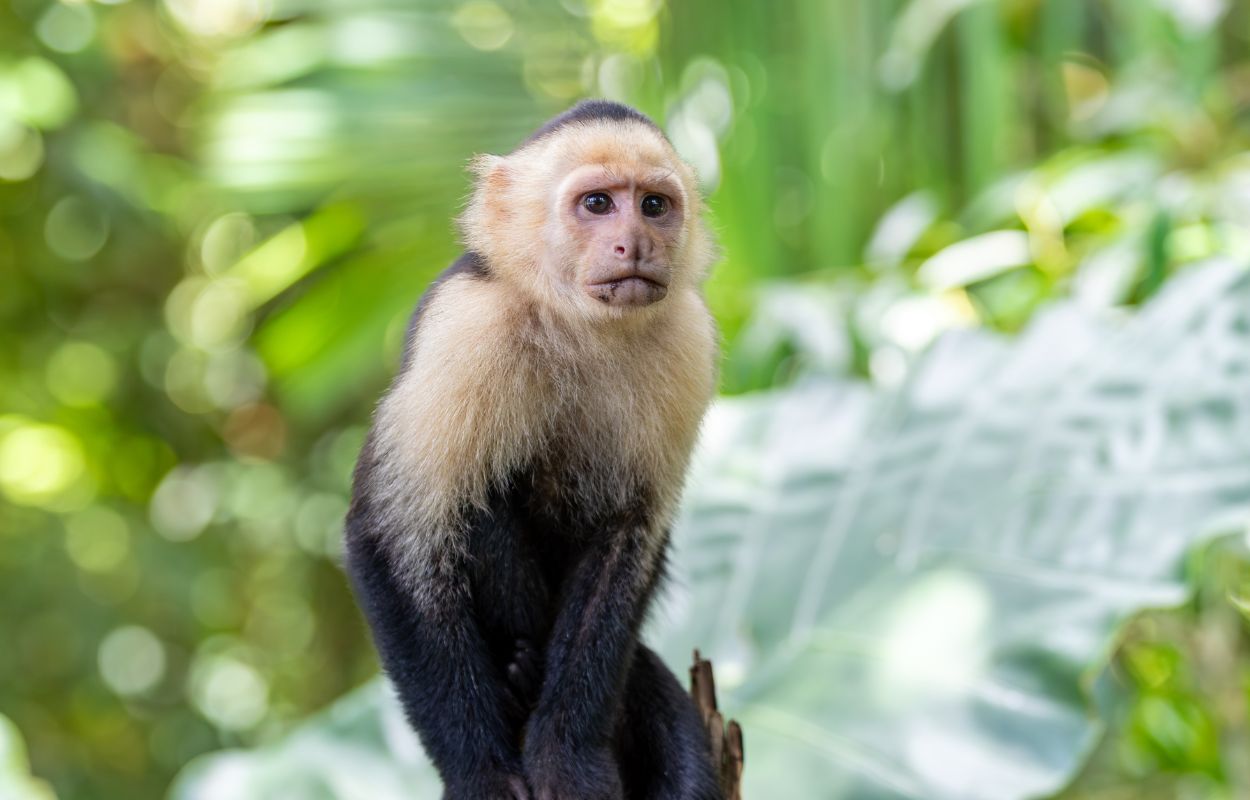 Manuel Antonio National Park